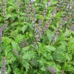 Βασιλικός ''Mrihani'' - Image 3