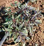 Βασιλικός ''New Guinea'' - Image 2