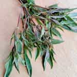 Βασιλικός ''New Guinea'' - Image 3