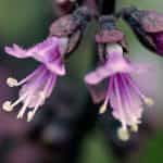 Βασιλικός ''New Guinea'' - Image 4