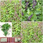 Βασιλικός ''Licorice''