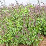 Βασιλικός ''Licorice'' - Image 2