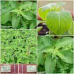 Άγριος Ιερός Βασιλικός ''Tulsi Vana''