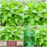 Άγριος Ιερός Βασιλικός ''Tulsi Rama''