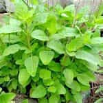 Άγριος Ιερός Βασιλικός ''Tulsi Rama'' - Image 2