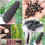 Καλαμπόκι ''Dakota Black Popcorn''