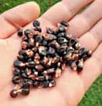 Καλαμπόκι ''Dakota Black Popcorn'' - Image 2