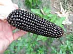 Καλαμπόκι ''Dakota Black Popcorn'' - Image 3