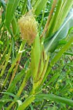 Καλαμπόκι ''Dakota Black Popcorn'' - Image 5