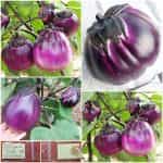 Μελιτζάνα ''Tonda Violetta''