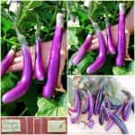 Μελιτζάνα ''Pink Lady''