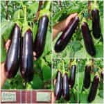 Μελιτζάνα ''Melonga''