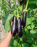 Μελιτζάνα ''Melonga'' - Image 2