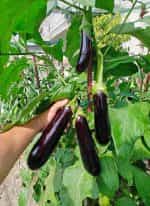 Μελιτζάνα ''Melonga'' - Image 3