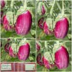 Μελιτζάνα ''Homsi''