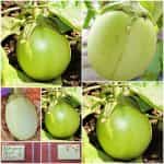 Μελιτζάνα ''Apple Green''