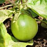 Μελιτζάνα ''Apple Green'' - Image 2