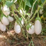 Μελιτζάνα ''Dourga'' - Image 2