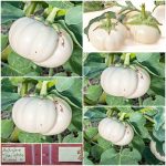 Μελιτζάνα ''Thai White Ribbed''