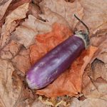 Μελιτζάνα ''Slim Jim'' Χαμηλή - Image 4