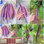 Μελιτζάνα ''Fengyuan Purple'' Γίγας