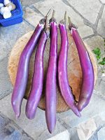 Μελιτζάνα ''Fengyuan Purple'' Γίγας - Image 2