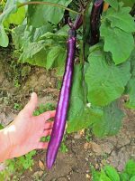 Μελιτζάνα ''Fengyuan Purple'' Γίγας - Image 3