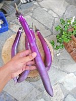 Μελιτζάνα ''Fengyuan Purple'' Γίγας - Image 4