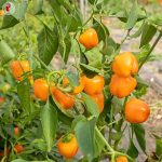 Πιπεριά ''Miniature Yellow Bell'' Γλυκιά - Image 2