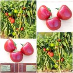 Πιπεριά ''Cherry Time'' Γλυκιά