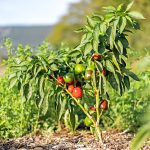 Πιπεριά ''Cherry Time'' Γλυκιά - Image 2