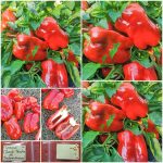 Πιπεριά ''Tendre de Chateaurenard'' Γλυκιά
