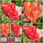 Πιπεριά ''Large Sweet Antigua'' Γλυκιά