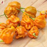 Πιπεριά ''Mustard Habanero'' Καυτερή - Image 2