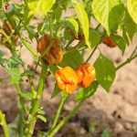 Πιπεριά ''Mustard Habanero'' Καυτερή - Image 3
