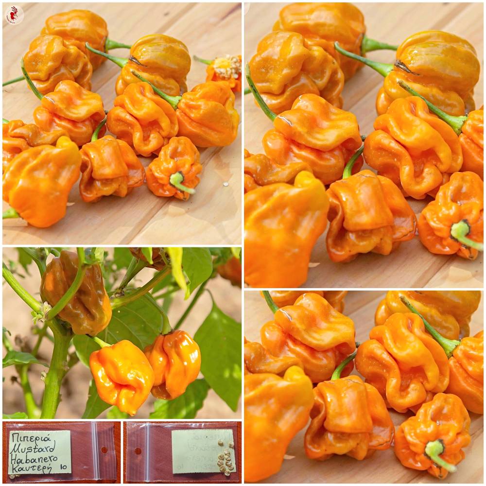 1288 Πιπεριά ''Mustard Habanero'' Καυτερή - Image 1