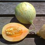 Πεπόνι ''Sweet Freckles'' - Image 2