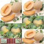 Πεπόνι ''Arancino''