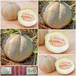 Πεπόνι ''Green Fleshed Pineapple''
