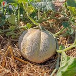 Πεπόνι ''Green Fleshed Pineapple'' - Image 3