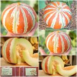 Πεπόνι ''Kajari Melon''