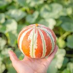 Πεπόνι ''Kajari Melon'' - Image 2
