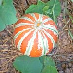 Πεπόνι ''Kajari Melon'' - Image 3