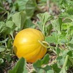 Πεπόνι ''Golden Ball'' - Image 3