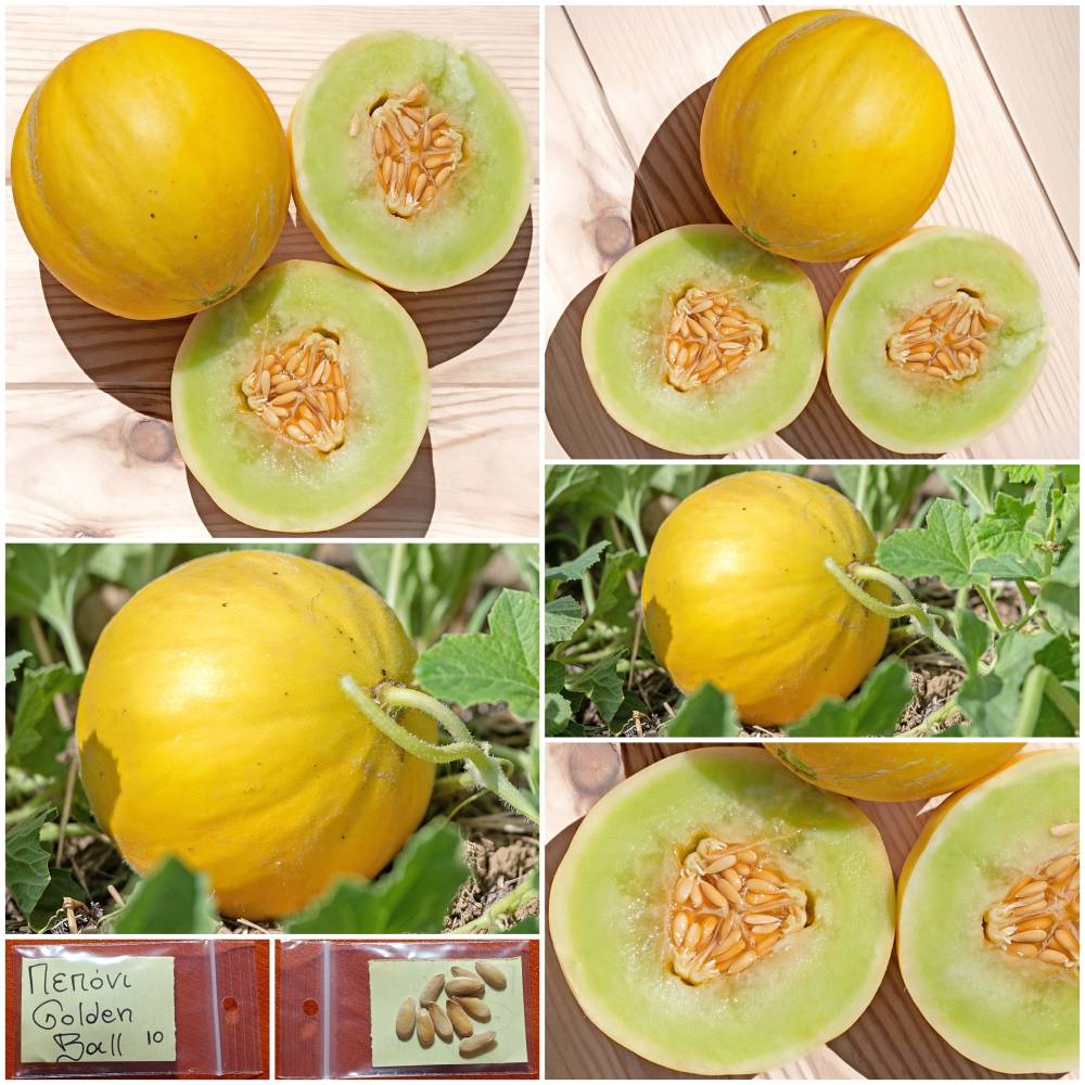 1303 Πεπόνι ''Golden Ball'' - Image 1
