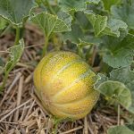 Πεπόνι ''Vert Grimpant'' - Image 3