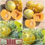 Πεπόνι ''Red Fleshed Pineapple''