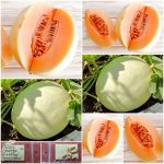 Πεπόνι ''Orange Fleshed Honeydew''