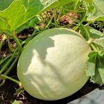 Πεπόνι ''Orange Fleshed Honeydew'' - Image 3