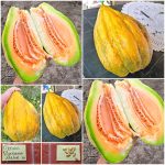 Πεπόνι ''Banana Melon''